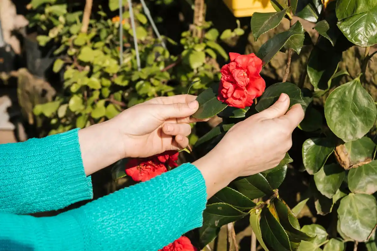 recycling coffee grounds fertilizing roses dutch backyard