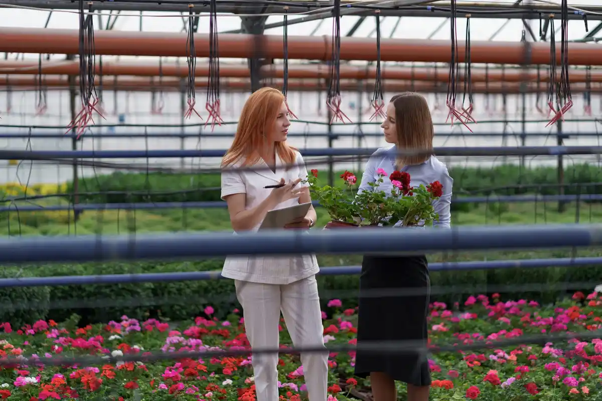 mini greenhouse on Dutch balcony with urban plants