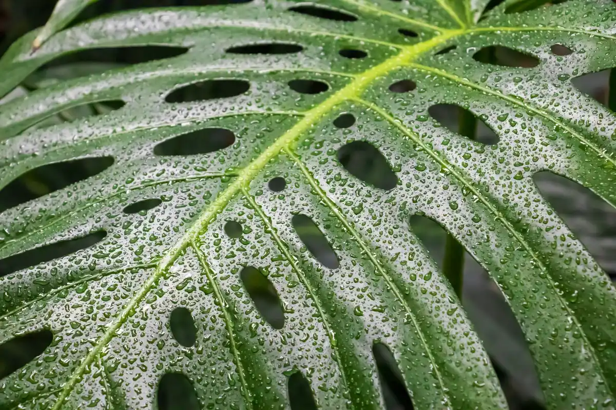 close up aphids on plant greenhouse