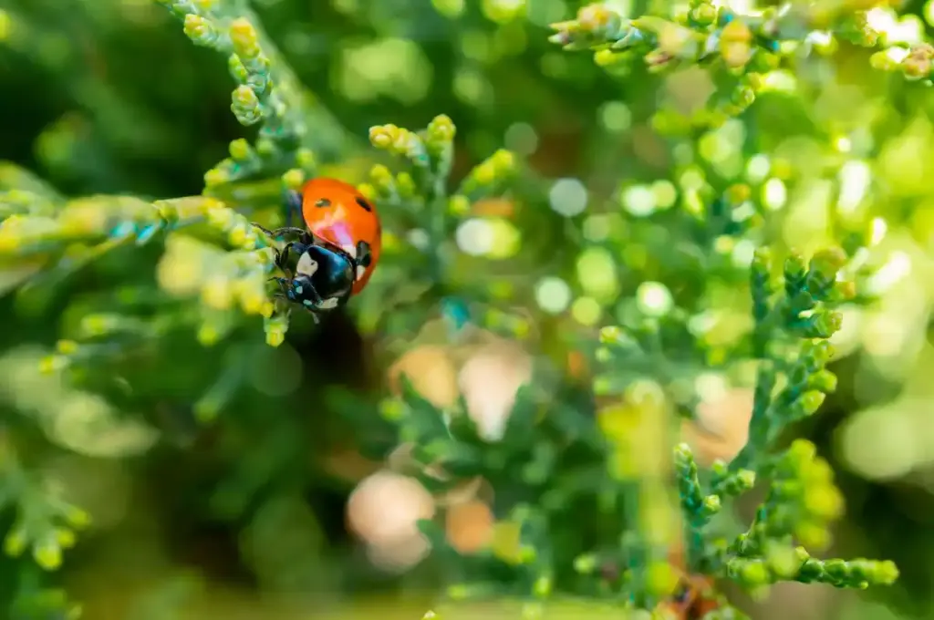 ladybug eating aphids close-up vegetable garden