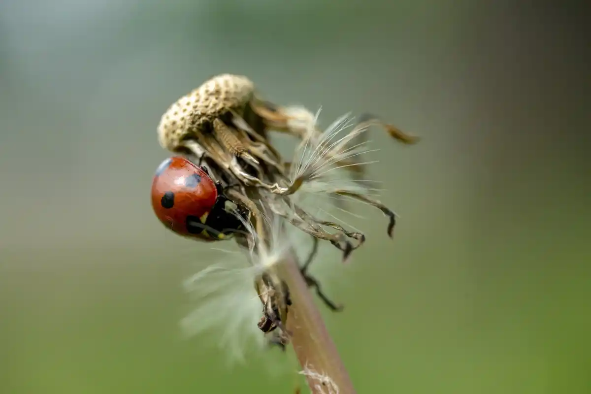 natural pest control in vegetable garden close-up ladybug aphids