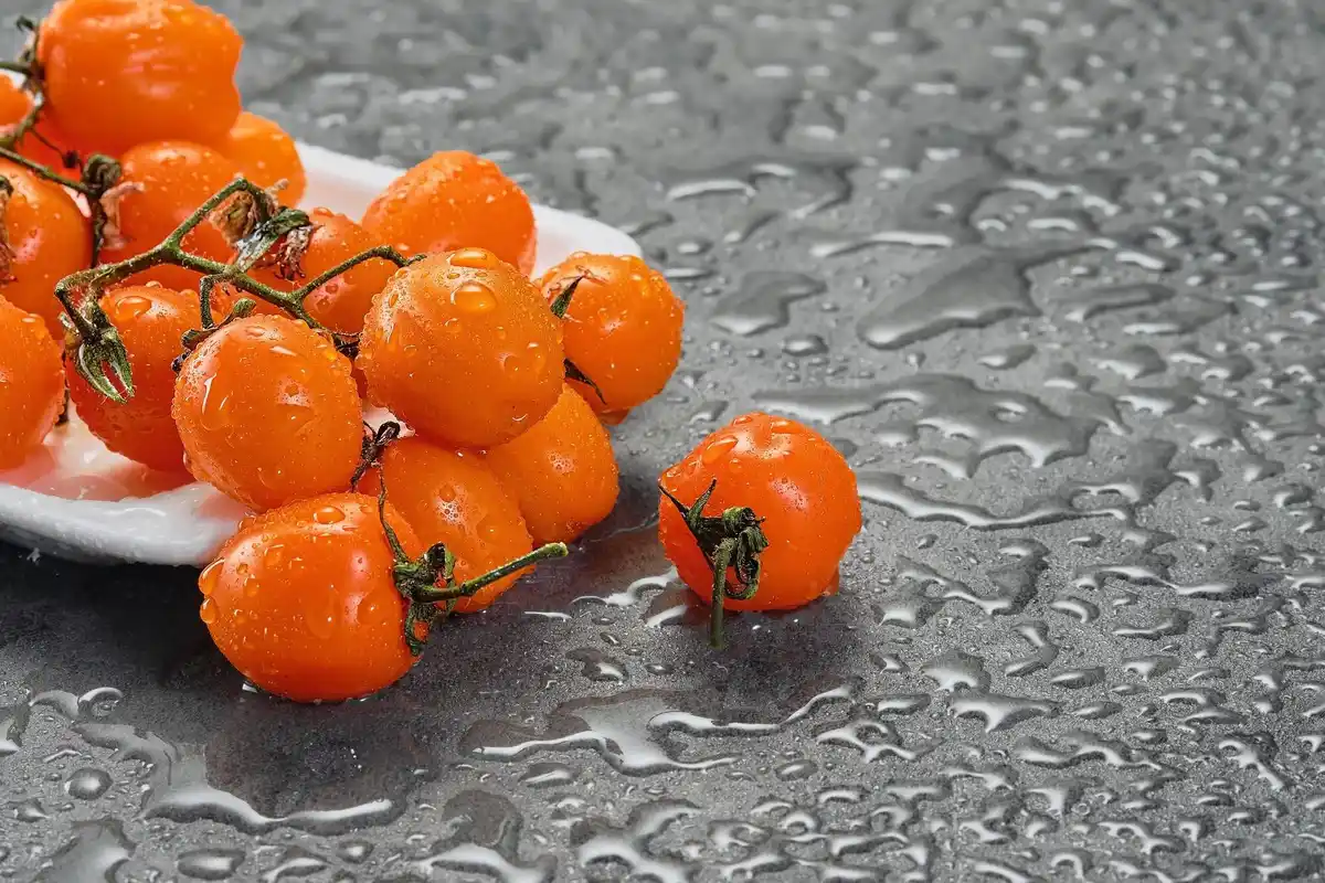 frozen tomato seeds netherlands gardening