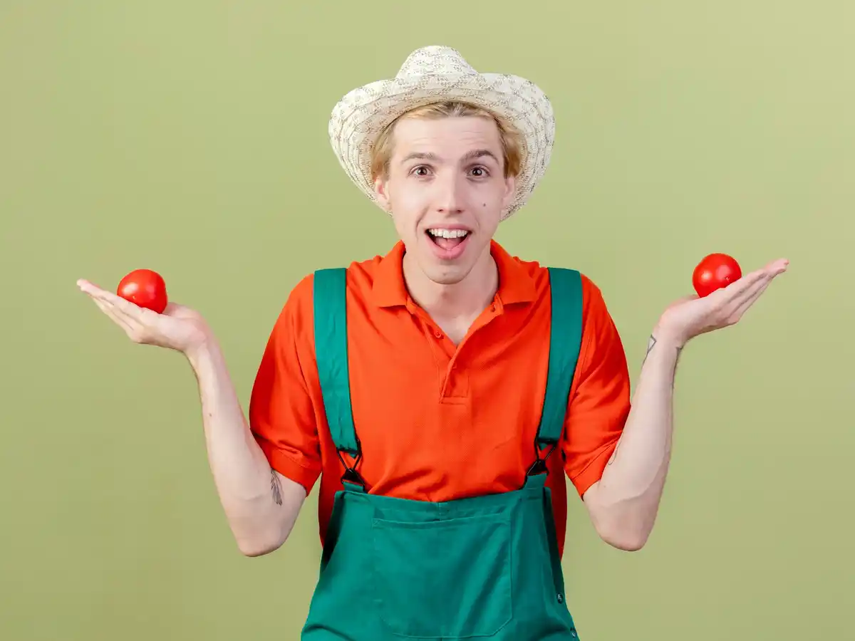 dutch gardener harvesting homegrown tomatoes