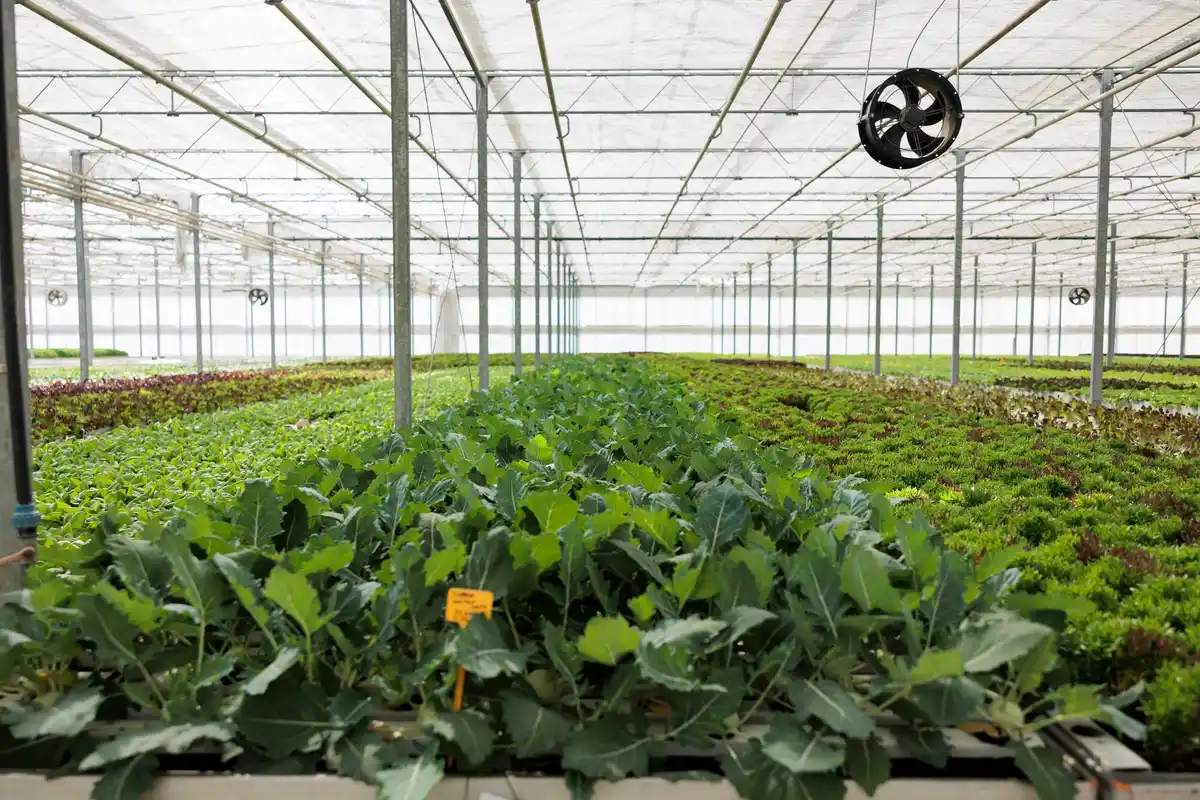 dutch greenhouse innovative technology year-round production