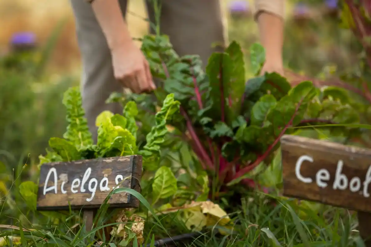 heritage vegetable seeds dutch garden