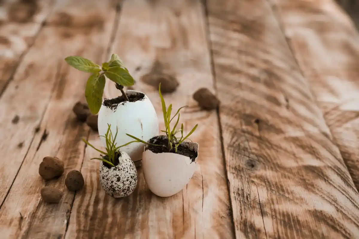 egg shells garden fertilizer macro Netherlands