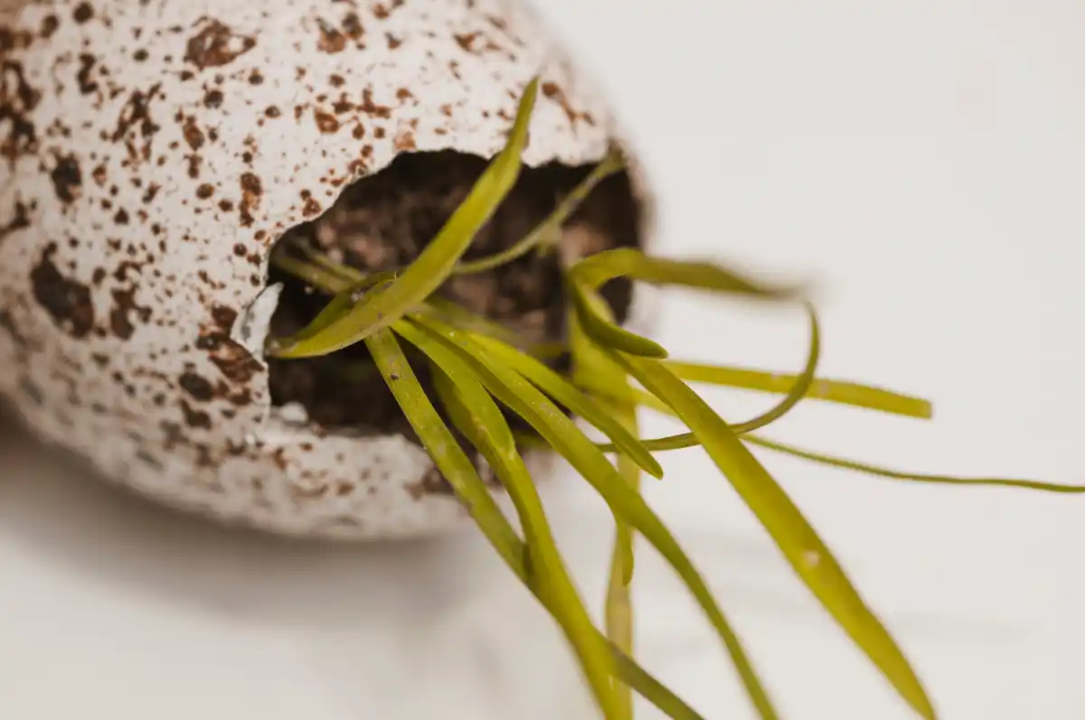 egg shells in garden soil close up nederland