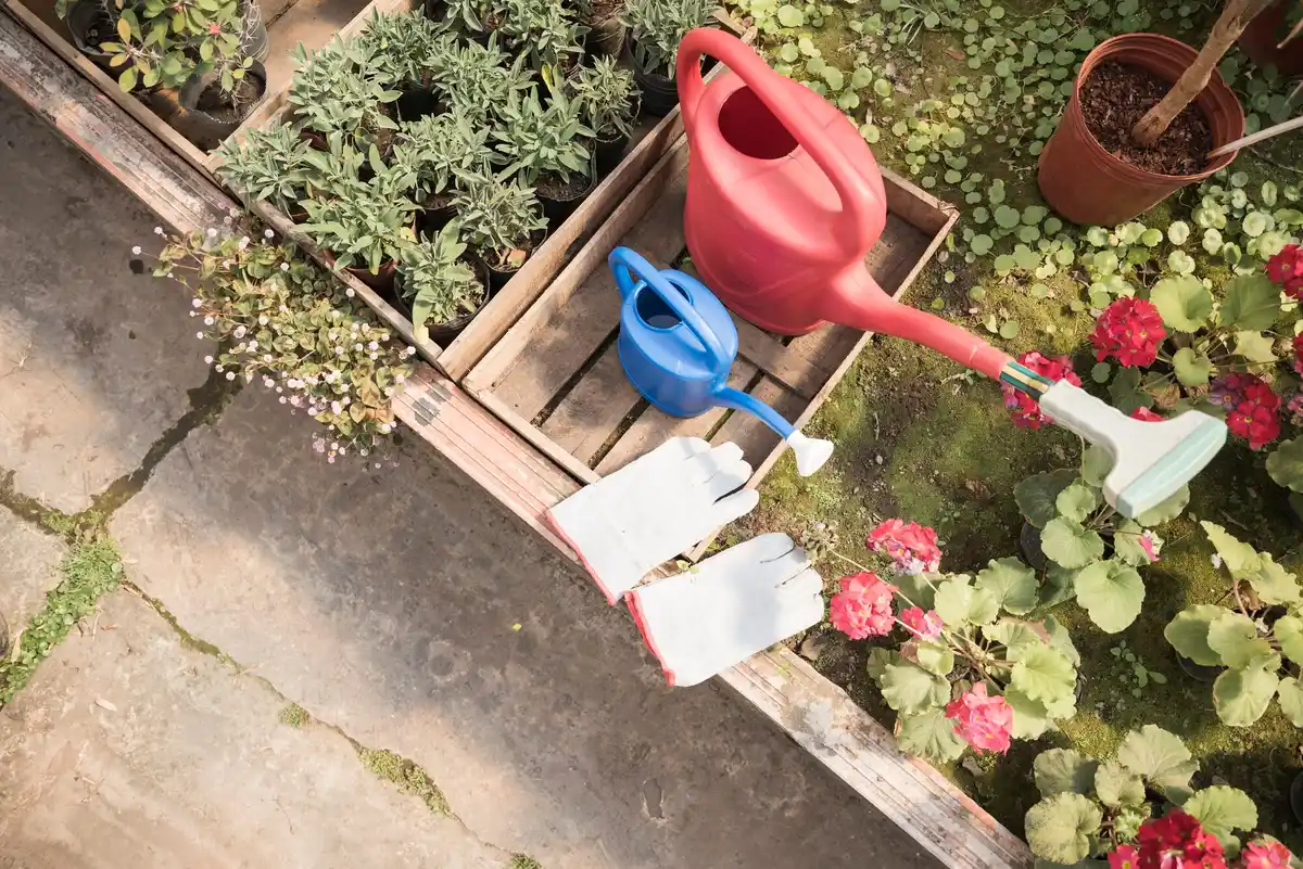 homemade fertilizer in Dutch garden