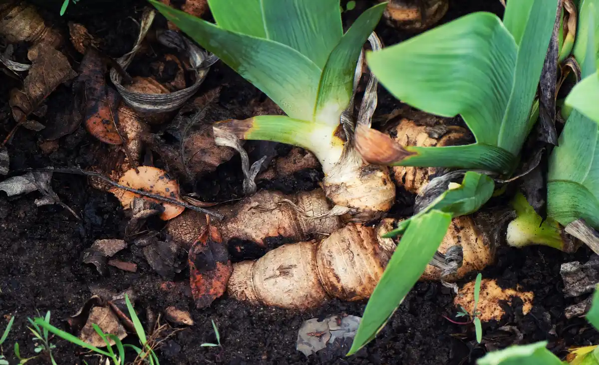 banana peels in garden compost Dutch backyard
