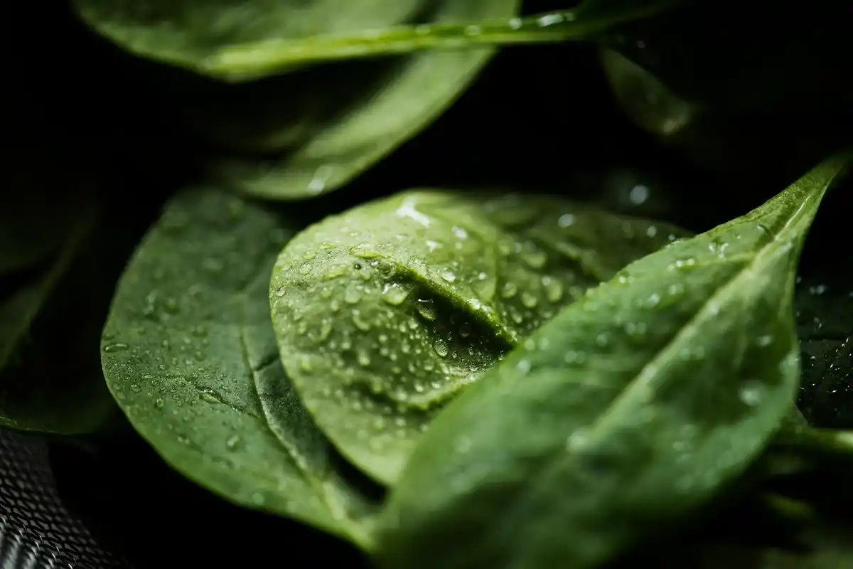 close up lettuce leaves watering evening Netherlands garden