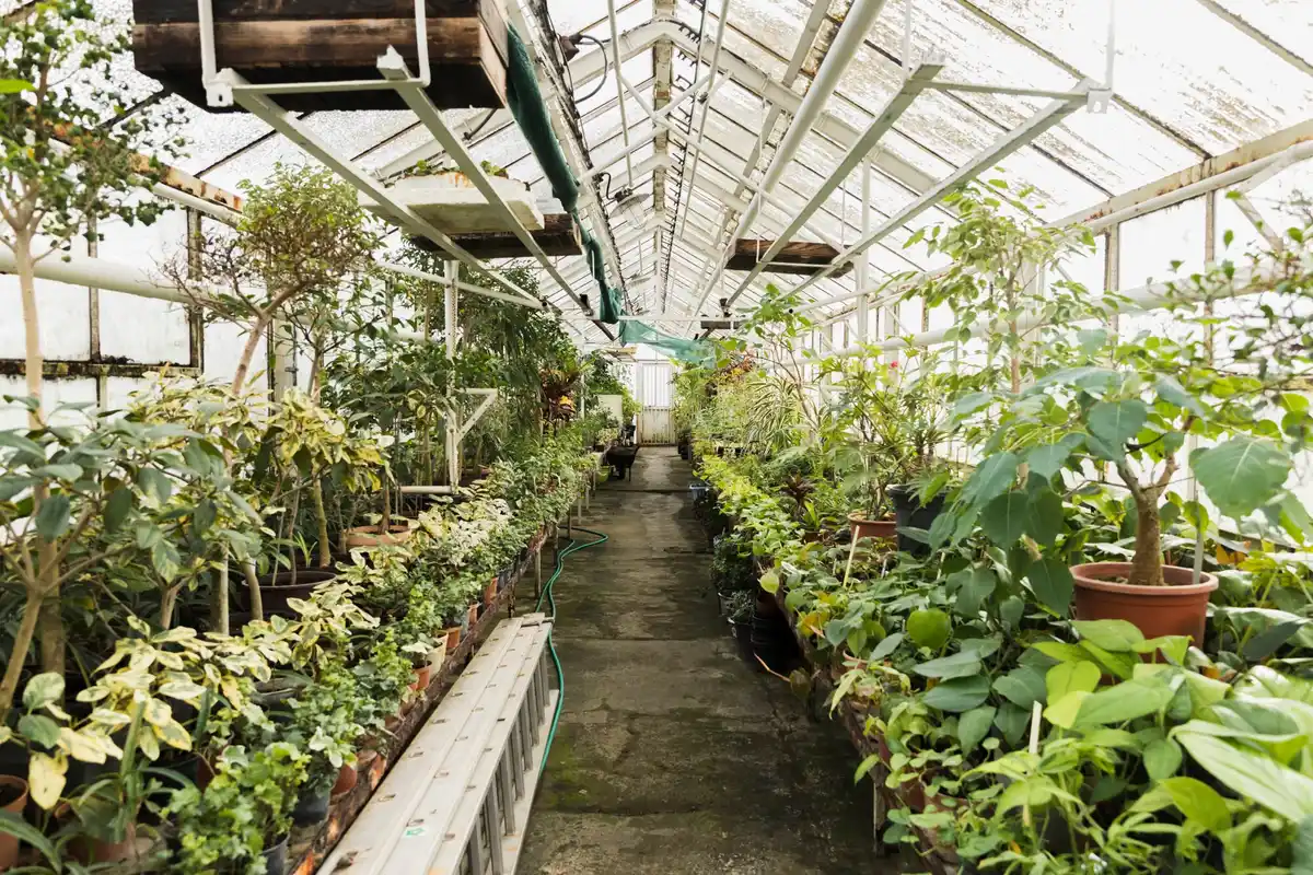 early greenhouse setup january netherlands