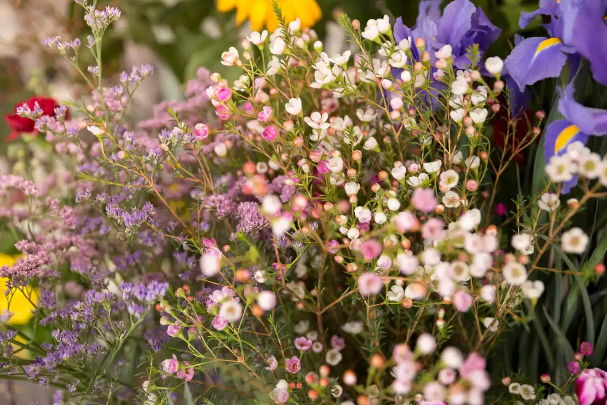 urban small garden wildflowers diverse Nederland