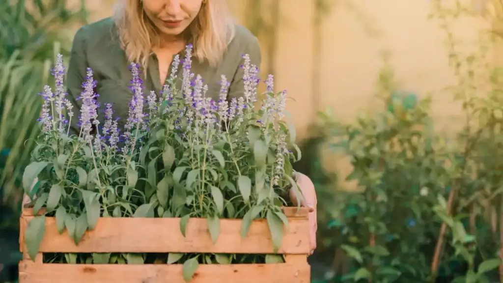 lavender care mistake garden Netherlands