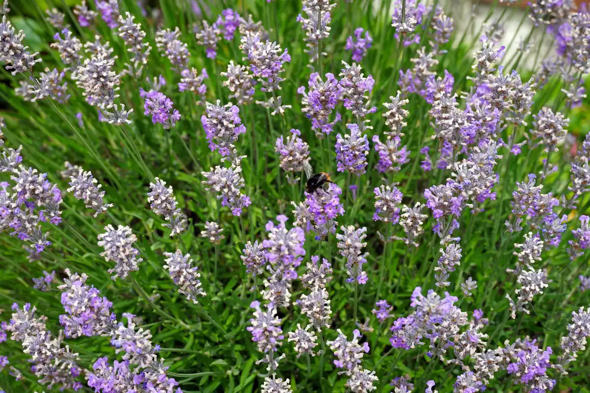 Dutch lavender garden summer