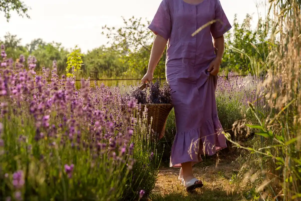 pruning lavender Netherlands