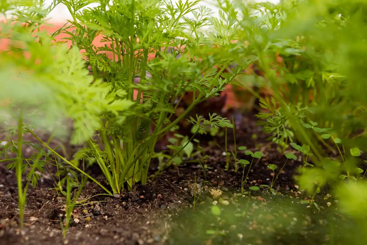 carrot and onion mistake in home vegetable garden Netherlands