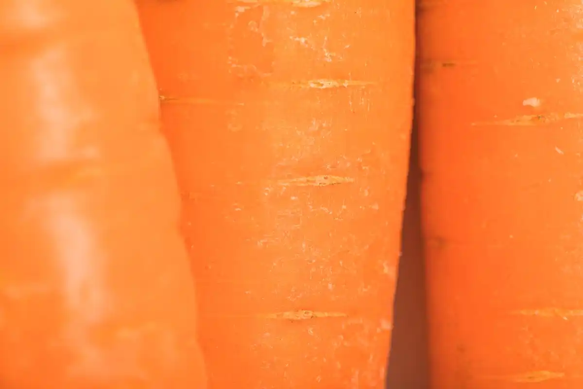 vegetable garden carrot onion close together