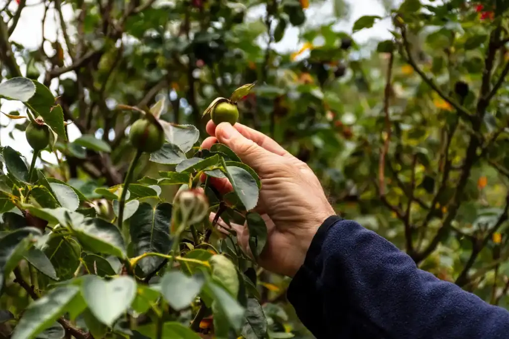 coffee grounds around fruit tree Netherlands garden