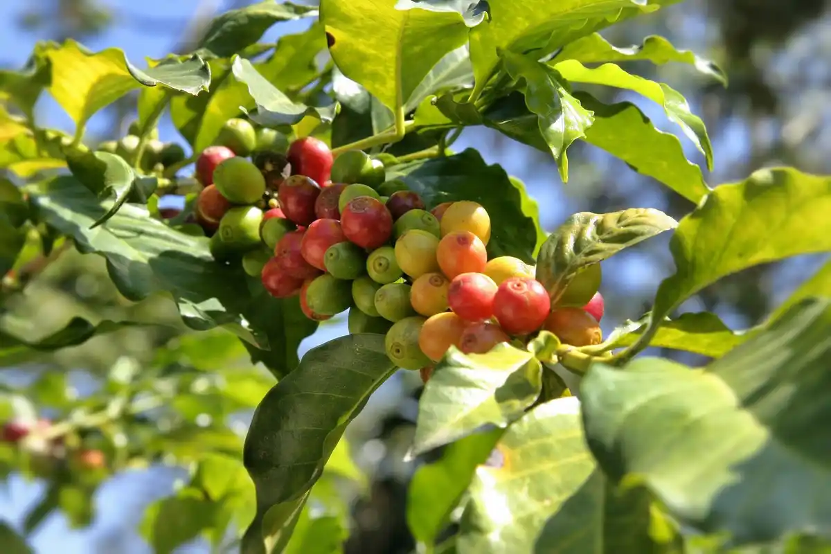coffee grounds under fruit tree Dutch garden