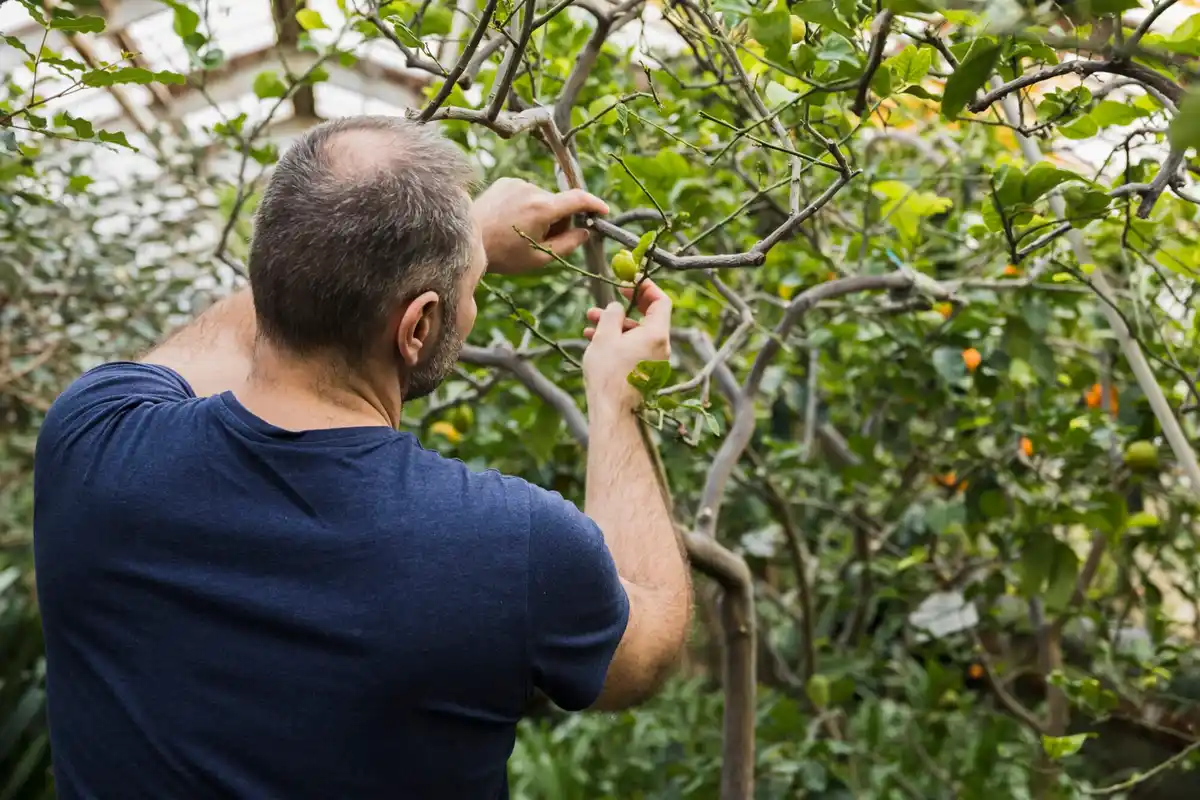 Dutch orchard people spreading coffee grounds fruit trees