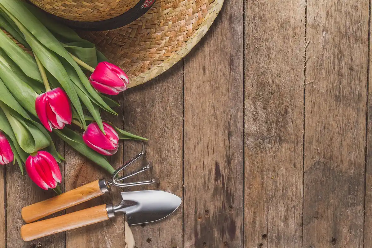 closeup budget pruning shears on wooden table with Dutch flowers