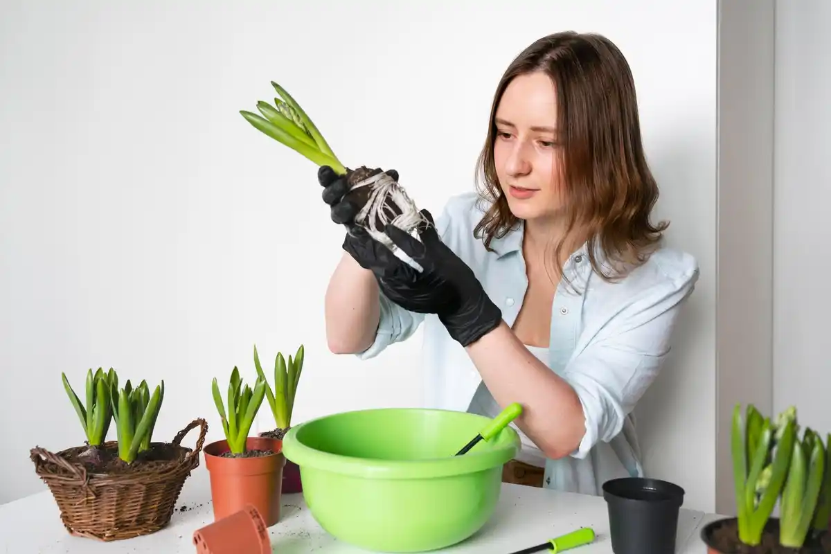 banana peel fertilizer on houseplants Dutch home kitchen