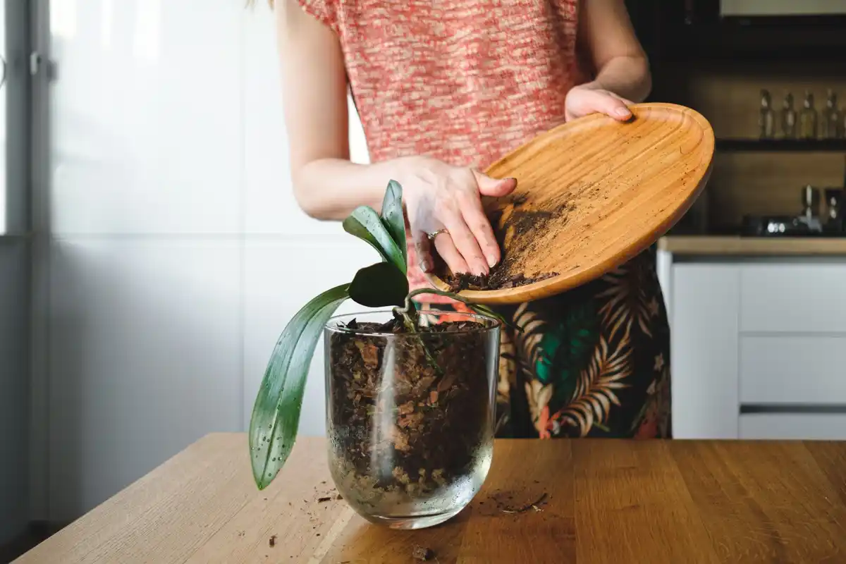 homemade plant fertilizer using eggshells Dutch kitchen window
