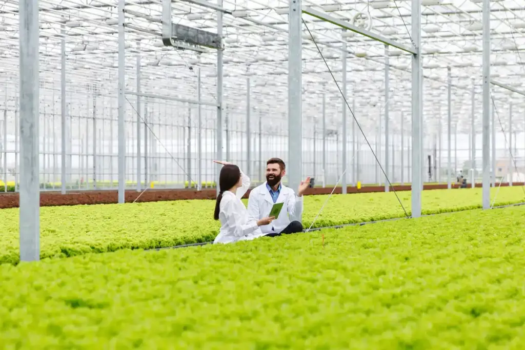 urban lettuce greenhouse netherlands