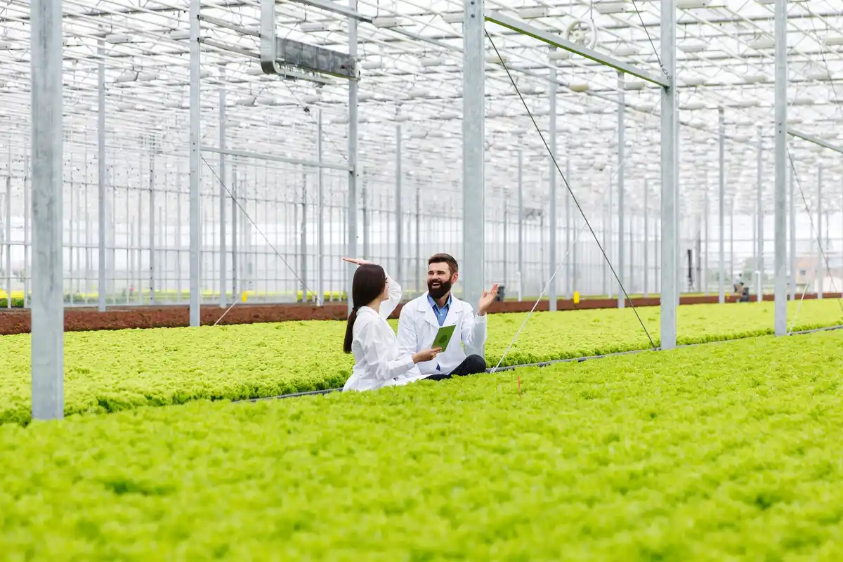 urban lettuce greenhouse netherlands