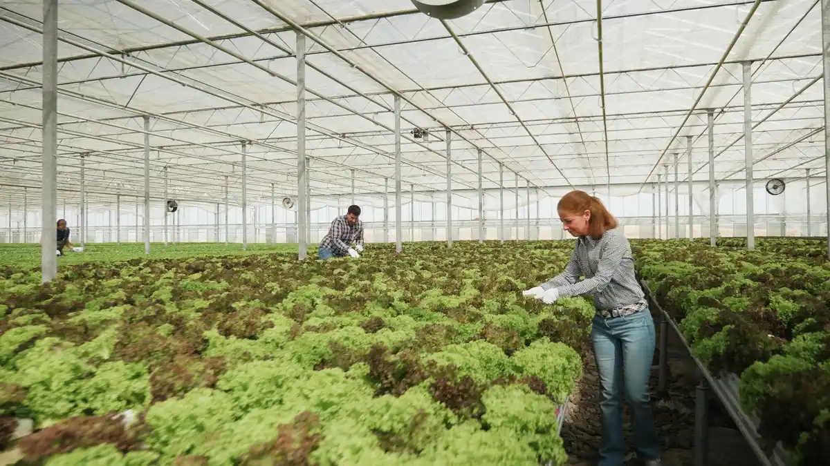 urban winter lettuce greenhouse netherlands