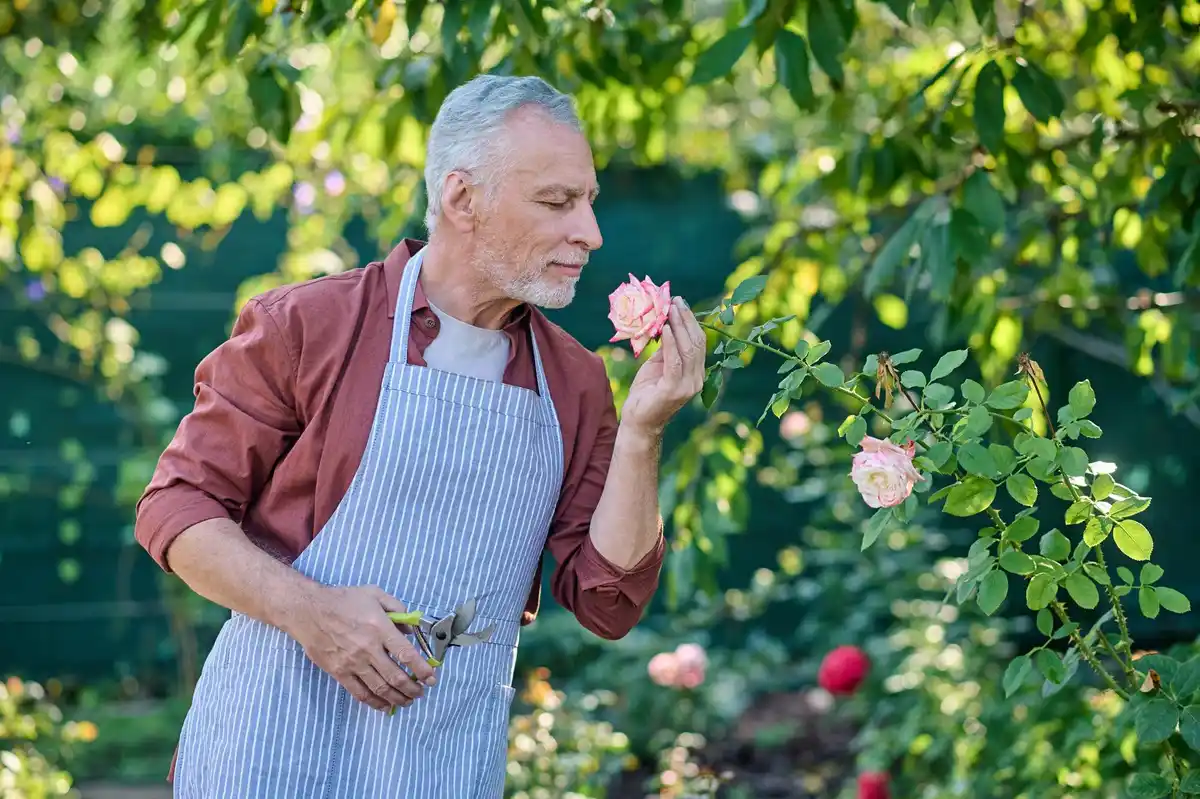 elderly gardener using heavy garden tools in Dutch backyard