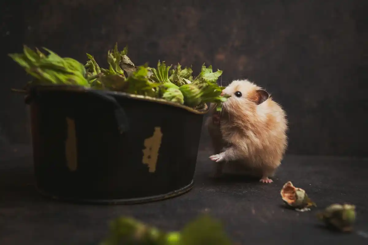 robot lawn mower hedgehog night danger