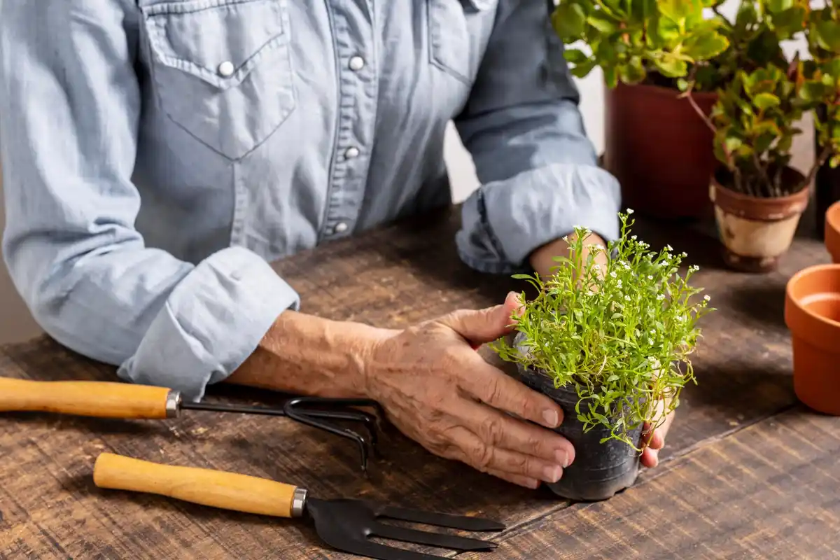 elderly Dutch gardener harvesting tomato seedlings balcony