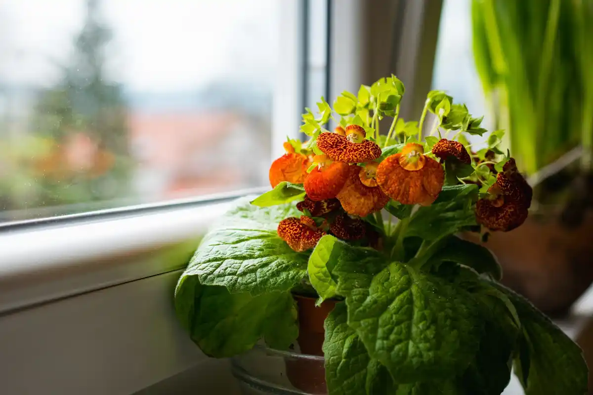 ripe tomato seeds germinating windowsill Netherlands
