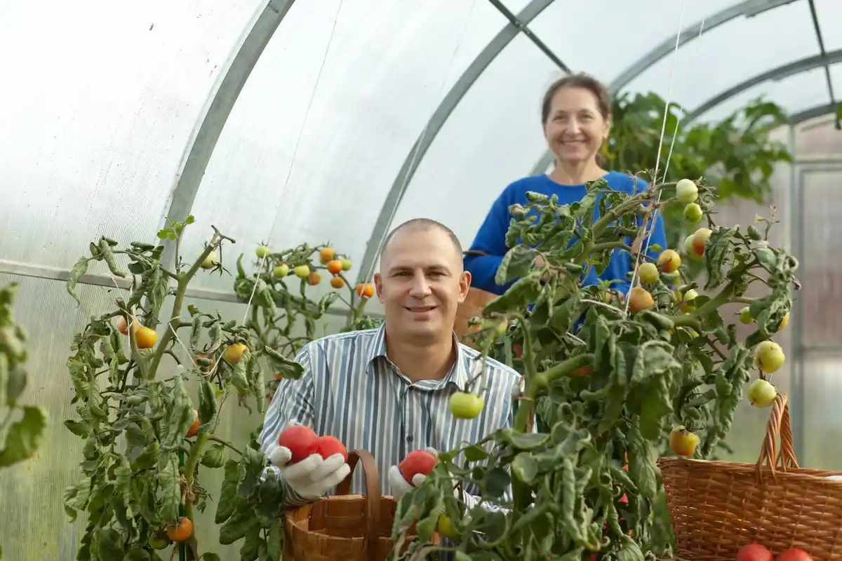 elderly man sharing tomato seedlings city garden Netherlands