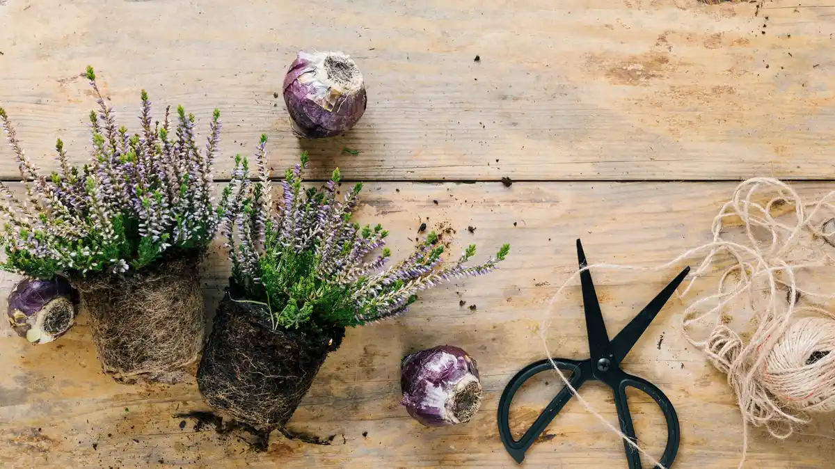 lavender plant wrongly pruned dead comparison healthy garden