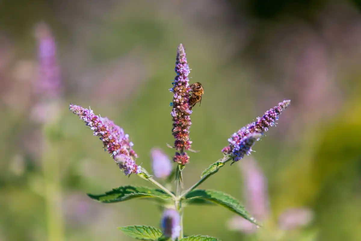 damaged lavender plant after incorrect pruning