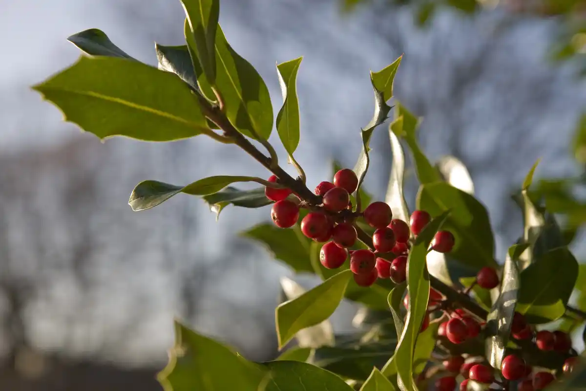 coffee grounds fruit trees garden netherlands