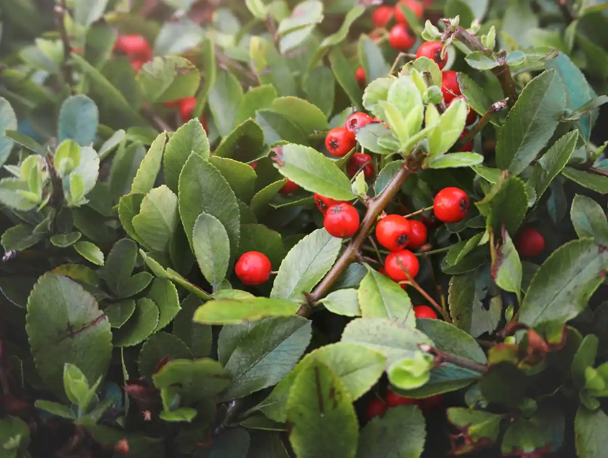 coffee grounds around fruit trees dutch garden