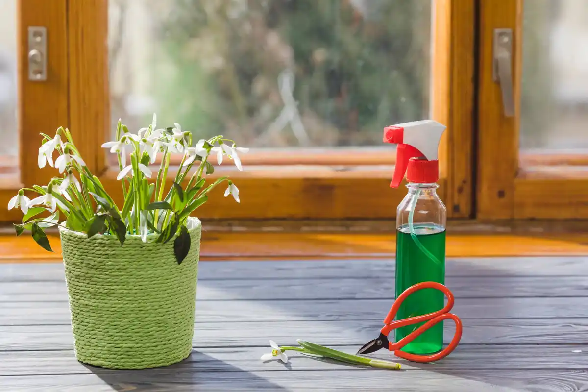 homemade aphid spray action Dutch balcony