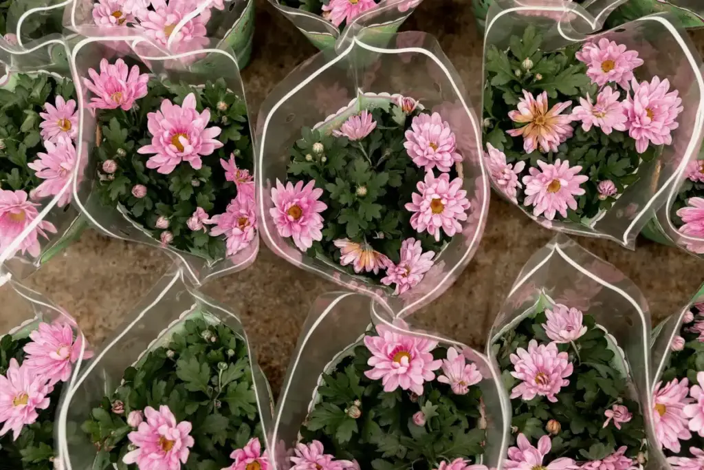 eco friendly cardboard plant pots dutch garden greenhouse