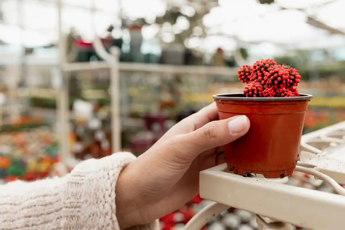 diy cardboard seedling pots dutch garden