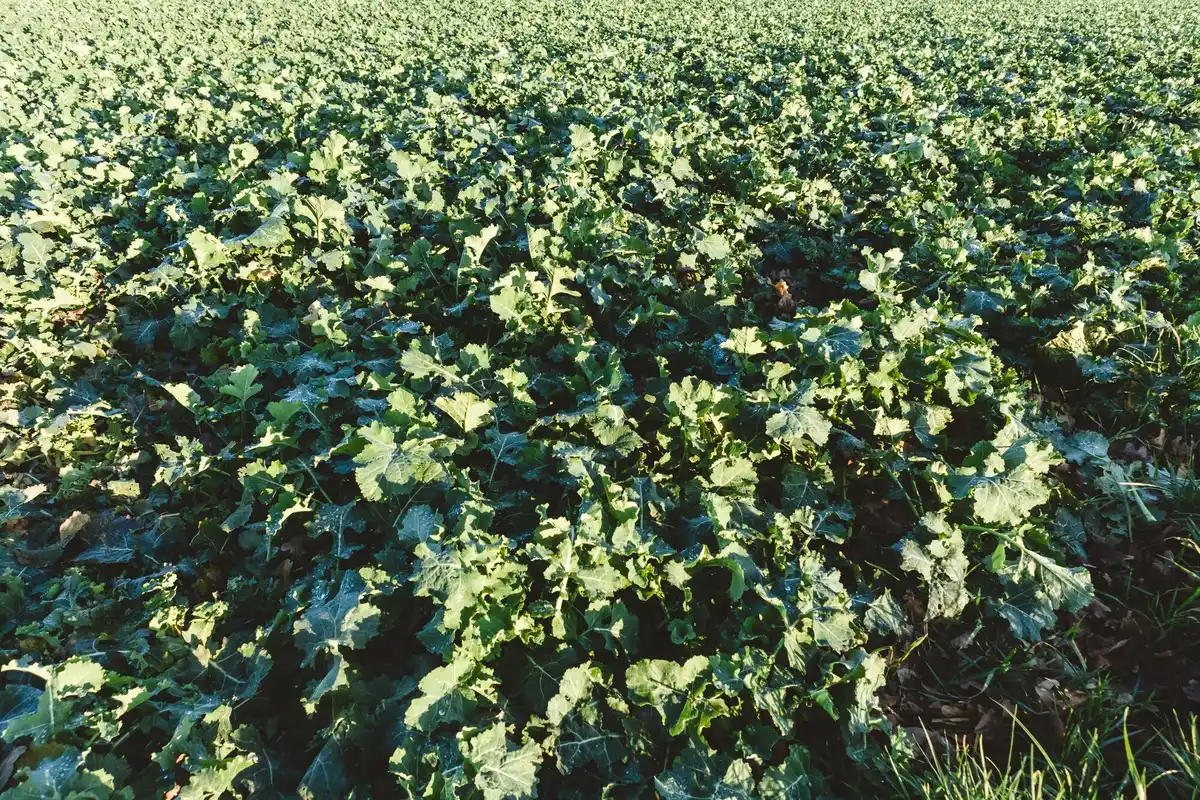 dutch field peas shadow garden healthy forgotten vegetable
