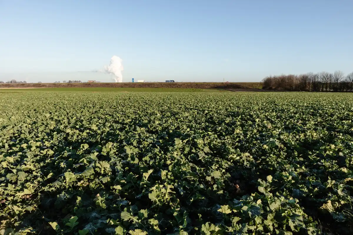 old dutch vegetable peas garden forgotten harvest shadow