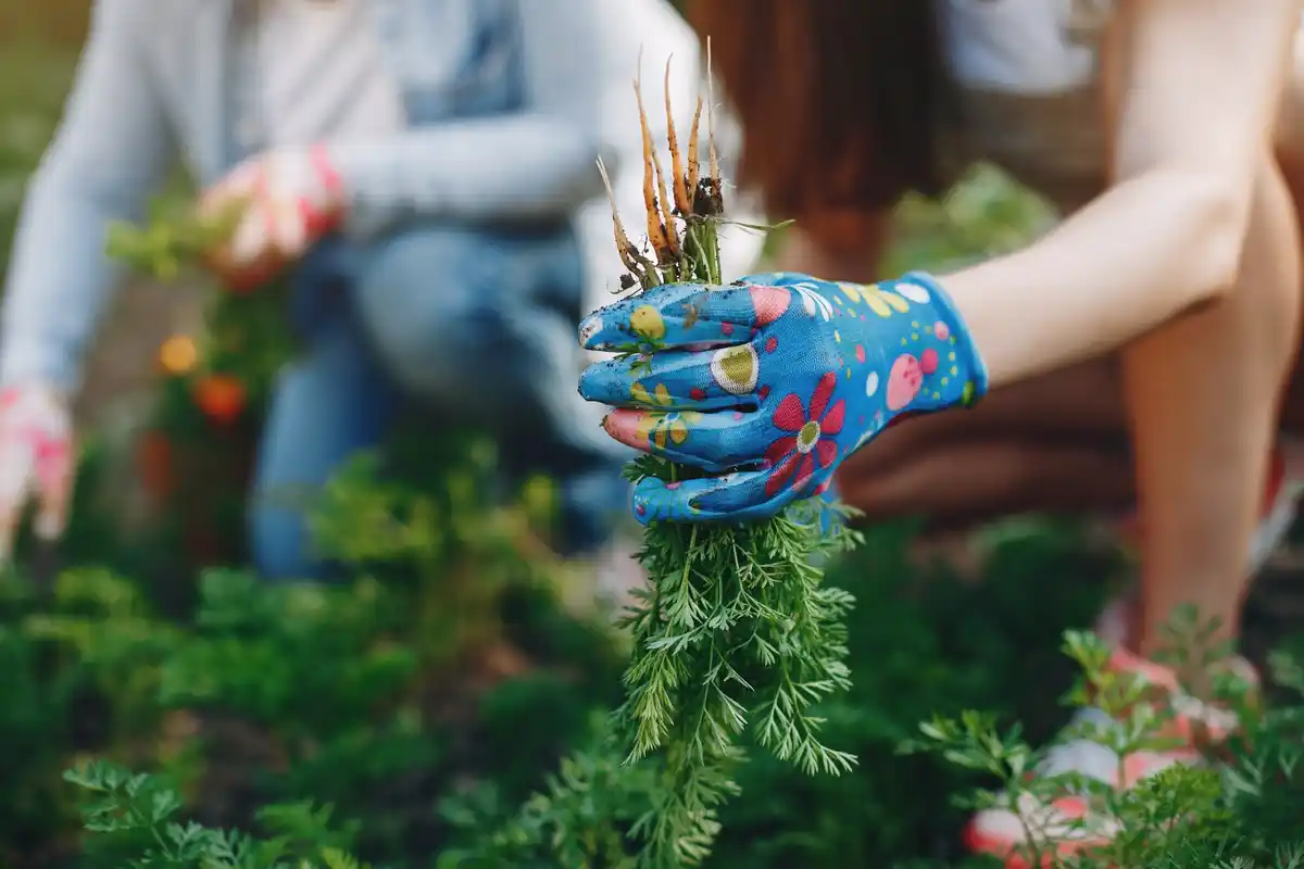 close up gardener hands gloves Netherlands urban garden