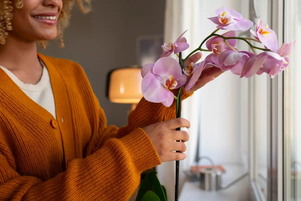 orchid plant care old pantyhose hack