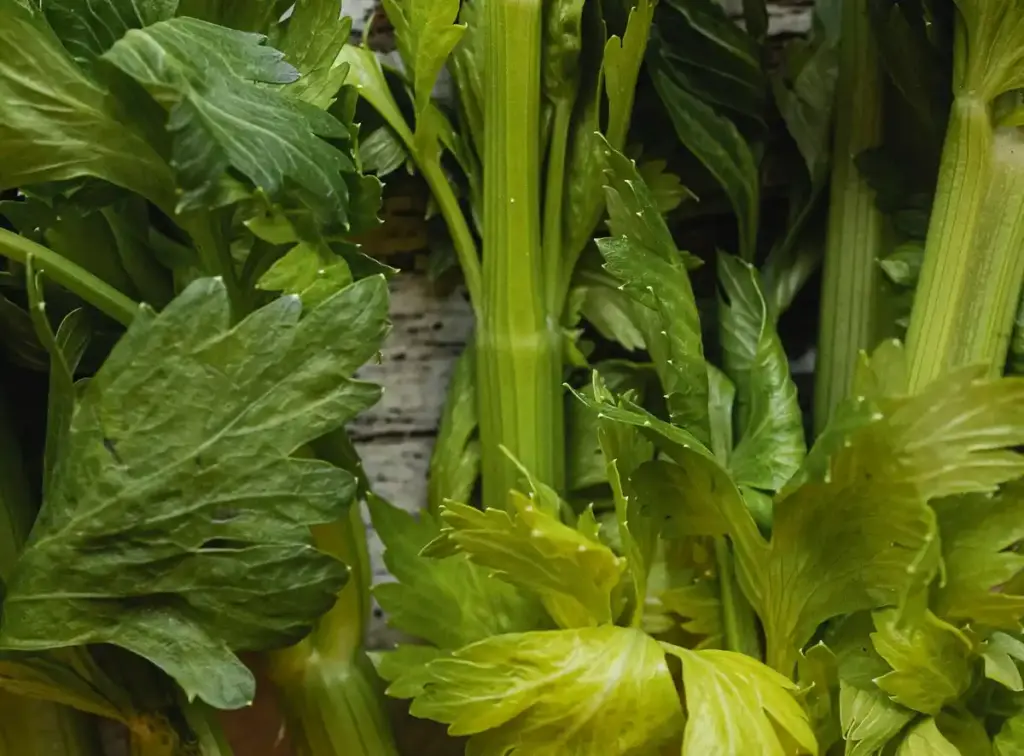 foraging parsnip Netherlands