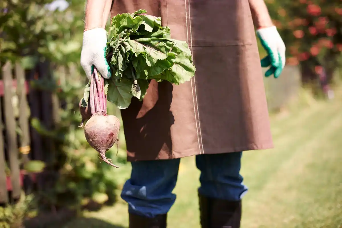 foraging parsnip in Dutch field