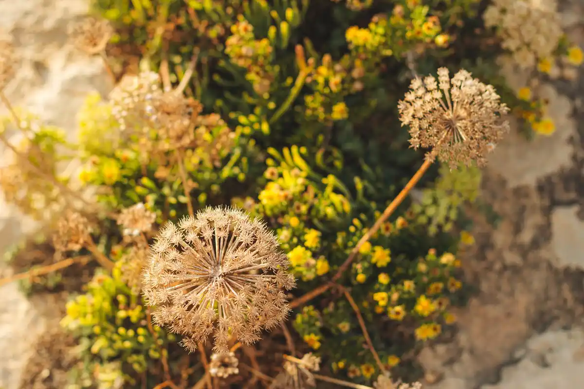 wild parsnip Dutch nature / wildplukken pastinaak herfst