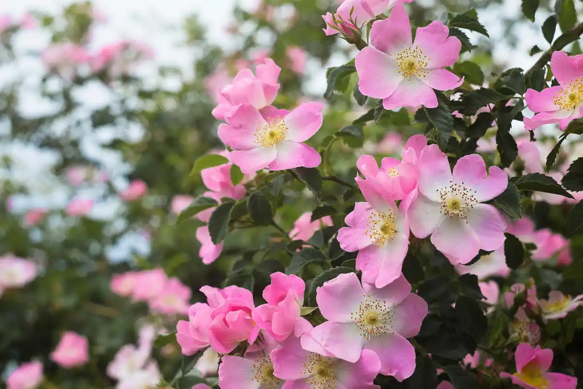 feng shui pink flowers garden sunny netherlands